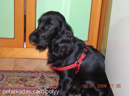 poly Dişi İngiliz Cocker Spaniel