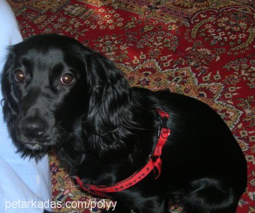 poly Dişi İngiliz Cocker Spaniel