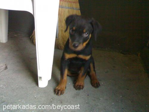 aşil Erkek Rottweiler