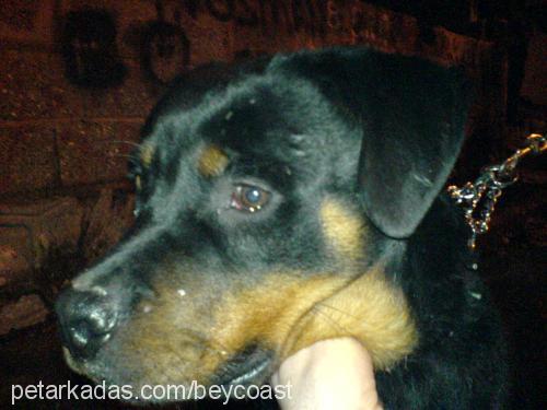 aşil Erkek Rottweiler