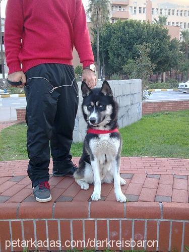 dark Erkek Sibirya Kurdu (Husky)