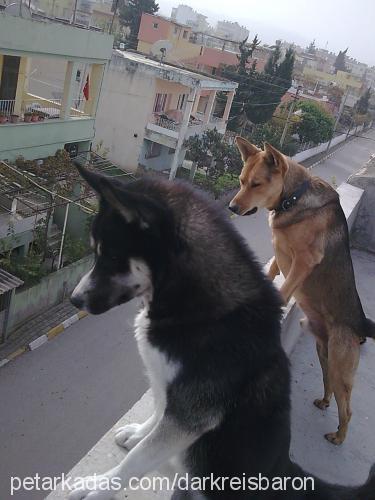 dark Erkek Sibirya Kurdu (Husky)