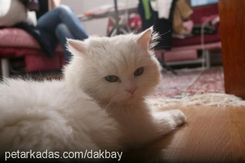 gandalf Erkek Ankara Kedisi (Angora)