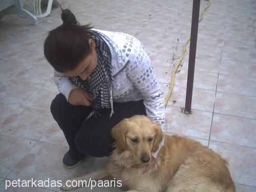 yumoş Dişi Golden Retriever