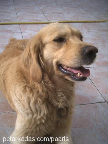 yumoş Dişi Golden Retriever