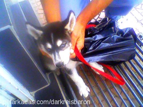 dark Erkek Sibirya Kurdu (Husky)