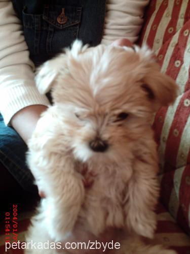 lucky Dişi West Highland White Terrier