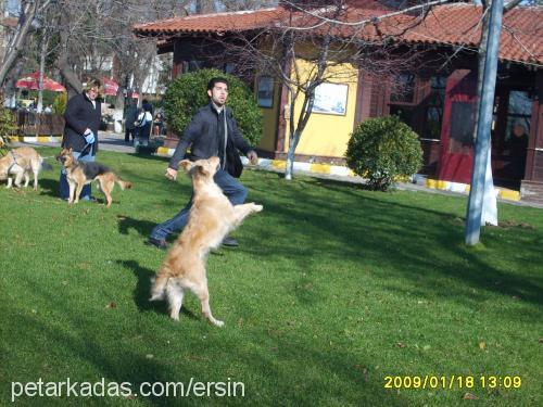 tİna Dişi Golden Retriever