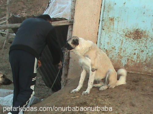 nazlı Dişi Kangal