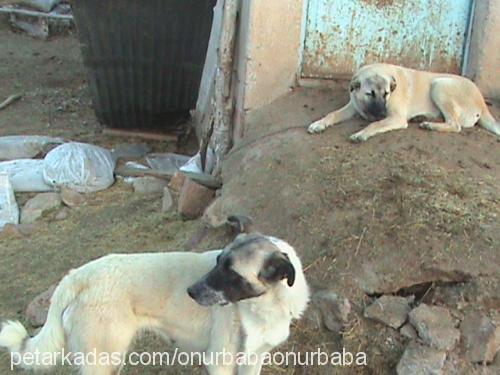 nazlı Dişi Kangal