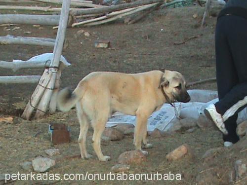 abbas Erkek Kangal