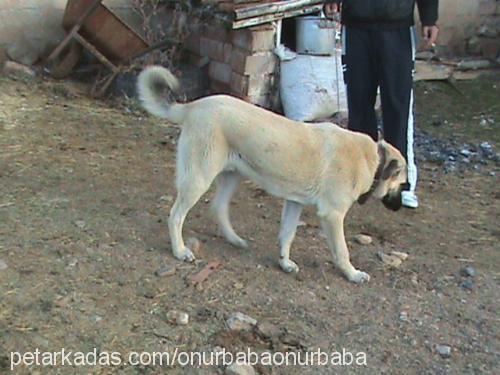 abbas Erkek Kangal