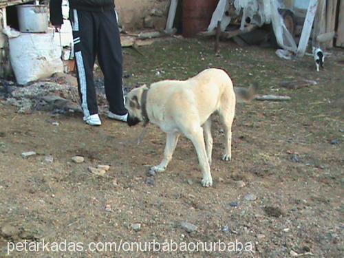 abbas Erkek Kangal