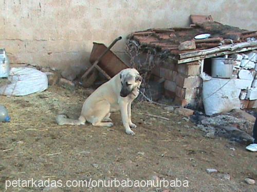 abbas Erkek Kangal