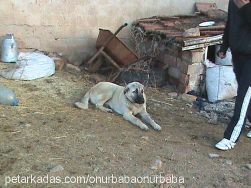 abbas Erkek Kangal