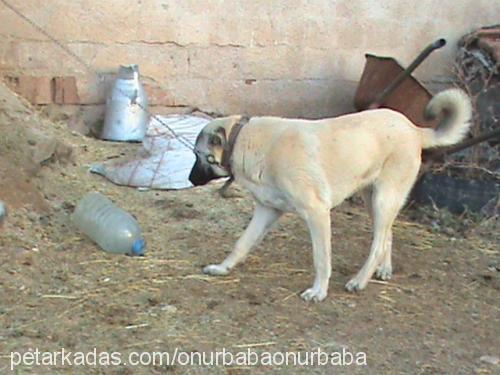 abbas Erkek Kangal