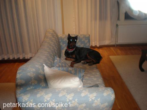 spike Erkek Doberman Pinscher