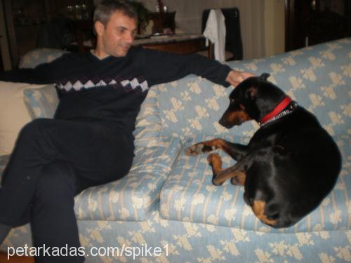 spike Erkek Doberman Pinscher