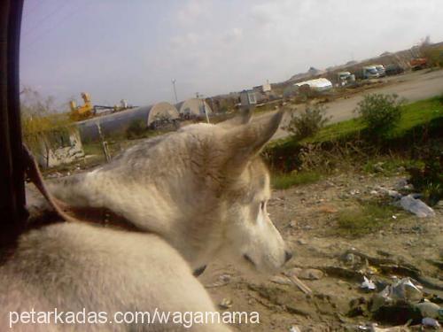 efe Erkek Sibirya Kurdu (Husky)