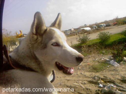 efe Erkek Sibirya Kurdu (Husky)