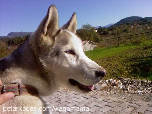 efe Erkek Sibirya Kurdu (Husky)