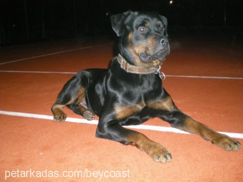 aşil Erkek Rottweiler