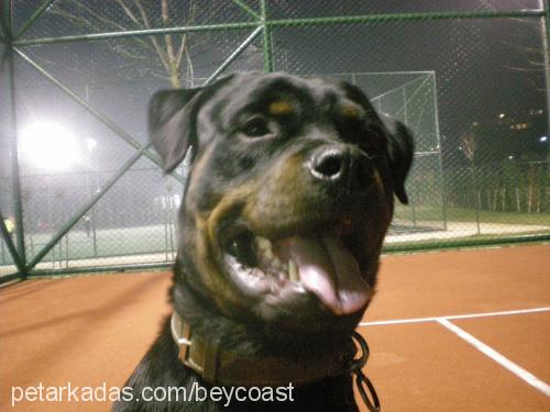 aşil Erkek Rottweiler