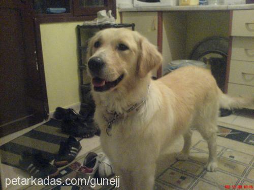 luba Dişi Golden Retriever