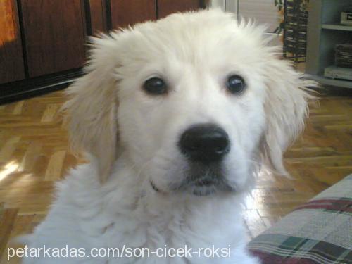 goldi Erkek Golden Retriever