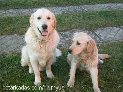 babi Erkek Golden Retriever