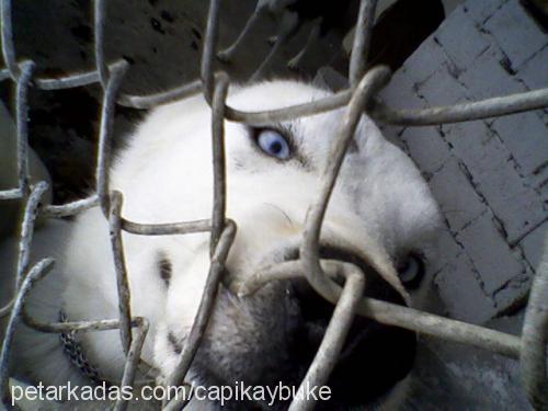 köpük Dişi Sibirya Kurdu (Husky)