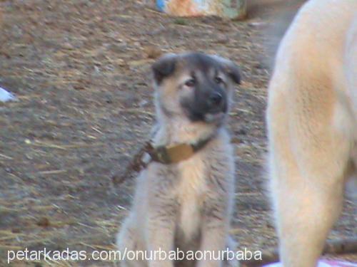 garip Erkek Kangal