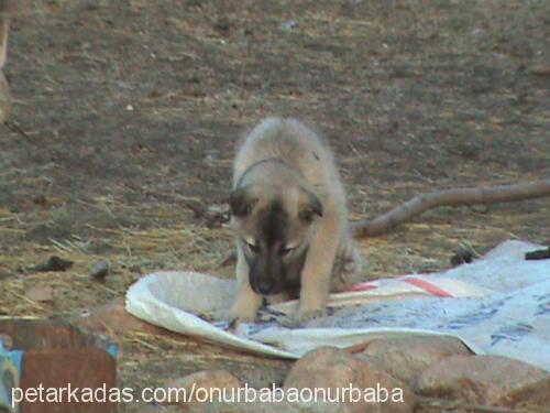 garip Erkek Kangal