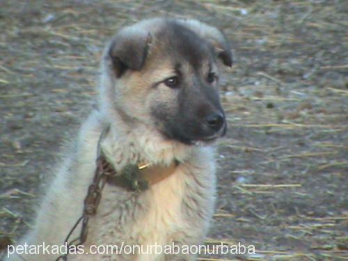 garip Erkek Kangal