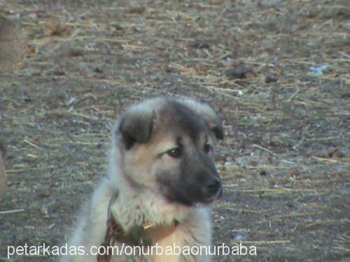 garip Erkek Kangal