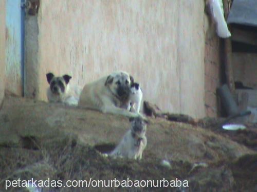 garip Erkek Kangal