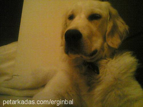 fondip Erkek Golden Retriever