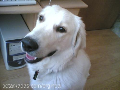 fondip Erkek Golden Retriever