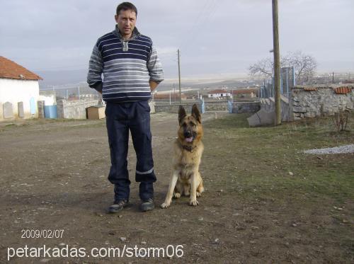 bozo Erkek Alman Çoban Köpeği