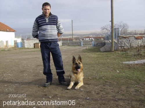 bozo Erkek Alman Çoban Köpeği