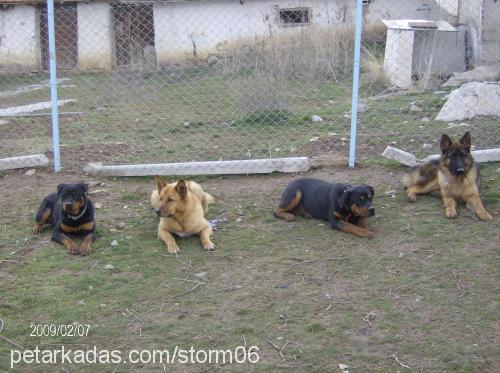 bozo Erkek Alman Çoban Köpeği