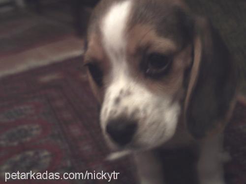 cookie Dişi Beagle