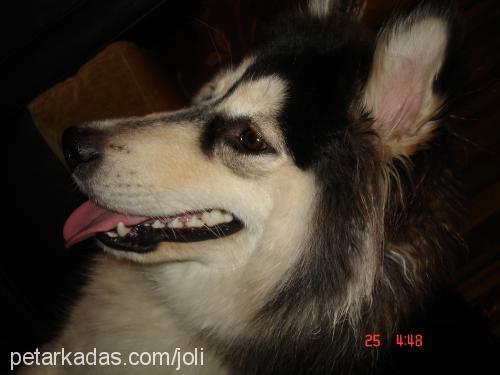 jolly Dişi Alaskan Malamute