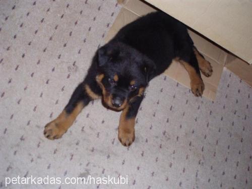 tyra Dişi Rottweiler