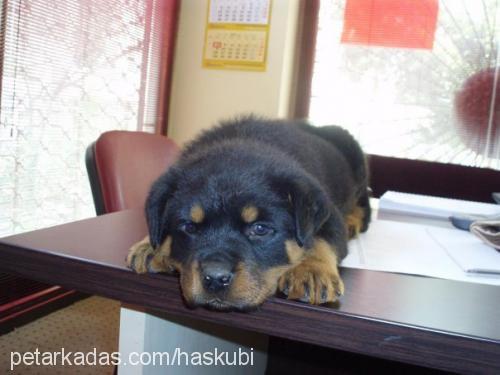 tyra Dişi Rottweiler