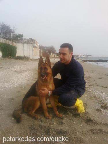 bera Dişi Alman Çoban Köpeği