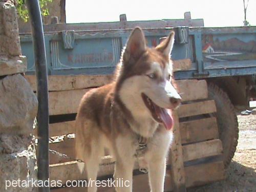 rest Dişi Sibirya Kurdu (Husky)