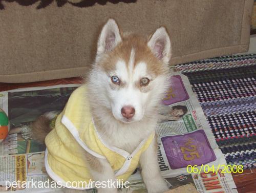 rest Dişi Sibirya Kurdu (Husky)