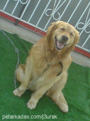 pasha Erkek Golden Retriever