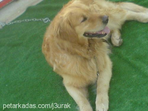 pasha Erkek Golden Retriever